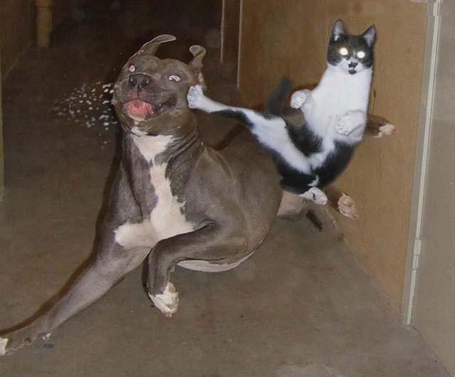 KUNG_FU_KITTY